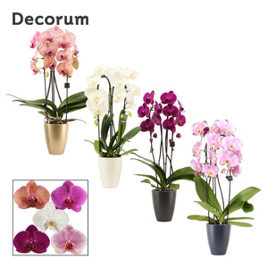 Mixed Phalaenopsis Cascade Orchid – 12cm Pot