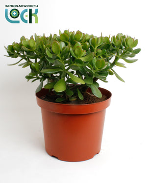 Jade Plant (Crassula ovata) – 29cm Pot, Approx. 50cm Height