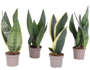 Snake Plant (Sansevieria trifasciata) – 9cm Pot
