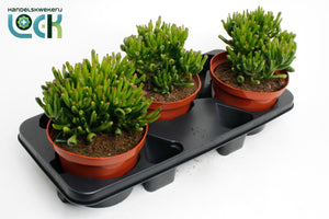 Crassula Horn Tree Succulent – 17cm Pot, 40cm High