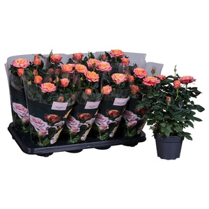 White Patio Rose (Rosa) – 13cm Pot