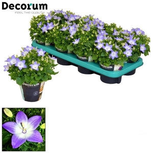 Campanula ‘Berlin Bicolor’ – 11cm Pot