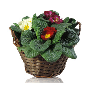 Primula Acaulis Group Garden Plant – 22cm Pot