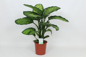 Dumb Cane (Dieffenbachia seguine) ‘Maroba’ – 24cm Pot, Approx. 90cm