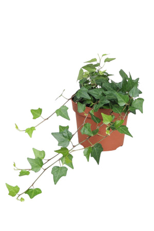 Lady Kay Ivy (Hedera helix) – 13cm Pot