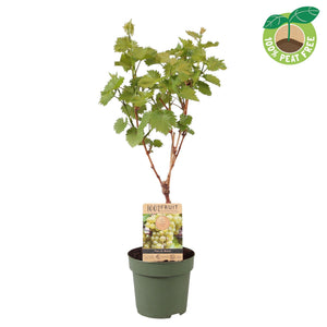 Blue Grape Vine (Vitis vinifera) – 21cm Pot
