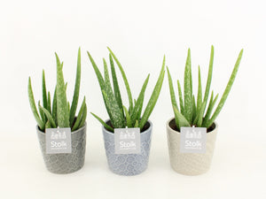Aloe Vera Plant in Ceramic Pot – 13cm