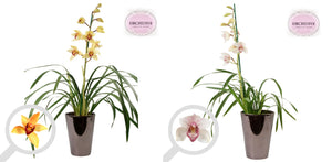 Mixed Cymbidium Orchid – 3 Stems, 17cm Bronze Ceramic Pot