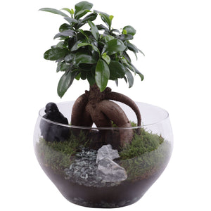 Ficus Ginseng Bonsai in Glass Bowl – 25cm