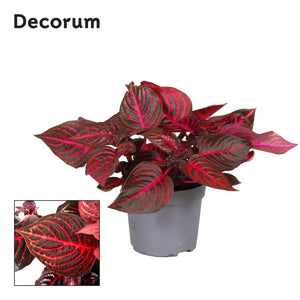Rich Redstar Bloodleaf Plant (Iresine herbstii) – 13cm Pot