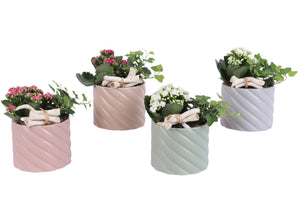 Soft Elegance Indoor Plant Arrangement – 14cm Ceramic Pot