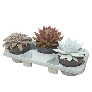 Mixed Echeveria Succulent Collection – 17cm Pot