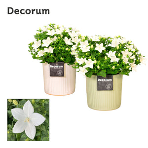 White Campanula ‘Sophie’ – 13cm Ceramic Pot