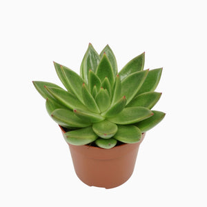 Echeveria agavoides Succulent – 8.5cm Pot