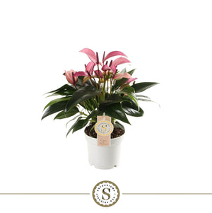 Purple Anthurium – 12cm Pot, 40cm High