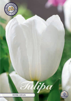 Tulipa Triumph ‘Royal Virgin’ Flower Bulbs – 12/+