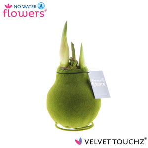 Green Waxed Hippeastrum ‘Velvet Touch’