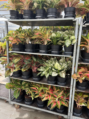 Aglaonema Chinese Evergreen – 19cm Pot, 55cm High