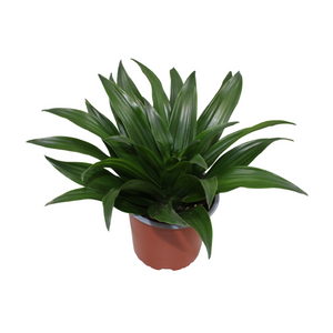 Compact Dragon Tree (Dracaena fragrans Compacta) – 12cm Pot