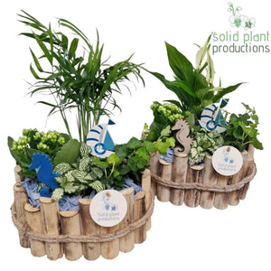 Small Maritime Plant Arrangement – 23cm Oval Wooden Pot