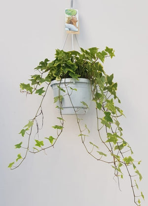 Variegated English Ivy (Hedera helix) – 17cm Pot