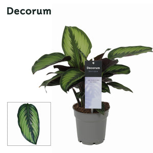 Calathea Princeps Prayer Plant – 12cm Pot