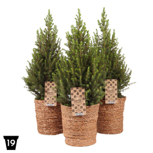 Picea Magnifique Christmas Tree in Jute Bag – 19cm Pot