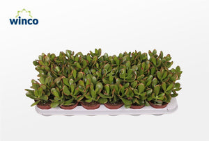 Crassula ‘Sunset’ Succulent – 8.5cm Pot