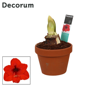 Royal Red Amaryllis (Hippeastrum) – 17cm Ceramic Pot