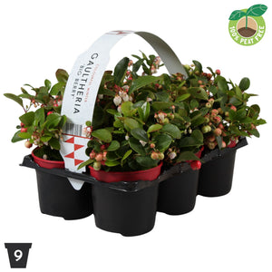 Gaultheria Big Berry Wintergreen – 9cm Pot