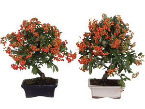 Outdoor Pyracantha Bonsai – 15cm Ceramic Pot