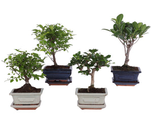 Indoor Bonsai Tree in Ceramic Pot – 12cm