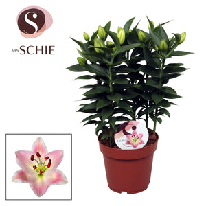 Pink Oriental Lily (Lilium) – 19cm Pot