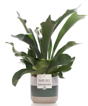 Staghorn Fern (Platycerium bifurcatum) – 12cm Pot