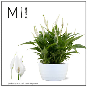White Peace Lily ‘Chopin’ – 17cm Ribbed Ceramic Pot