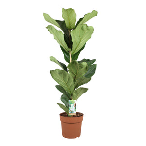 Fiddle Leaf Fig (Ficus lyrata) – 21cm Pot, 110cm High