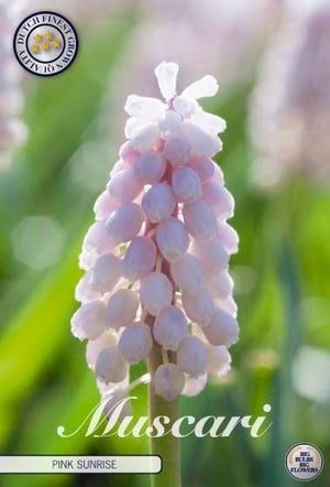 Muscari 'Pink Sunrise' Grape Hyacinth Bulbs – Pack of 5