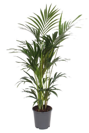 Kentia Palm (Howea forsteriana) – 24cm Pot, 120cm High