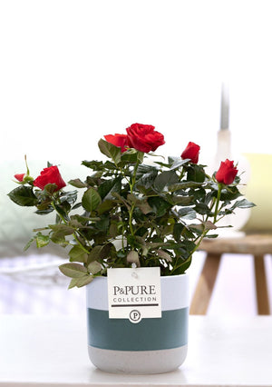 White Rose Plant in Ceramic Pot – 12cm