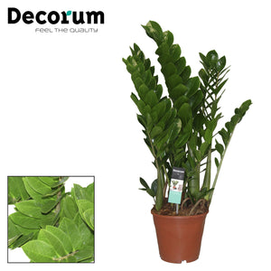 ZZ Plant (Zamioculcas zamiifolia) – 21cm Pot