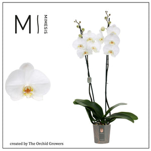 White Phalaenopsis Orchid – 3 Stem, 12cm Pot