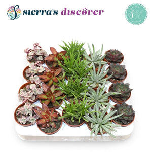 Mixed Succulent Plants – 5.5cm Pot, Approx. 12cm High