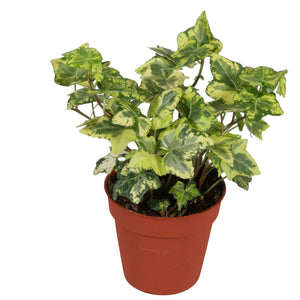 Golden Kolibri Ivy (Hedera helix) – 9cm Pot