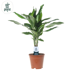 Dracaena fragrans ‘Janet Lind’ – 14cm Pot, 55cm High