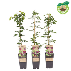 Chocolate Vine (Akebia quinata) – 15cm Pot