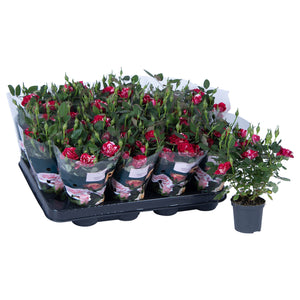 Mini Red Rose Plant – 7cm Pot