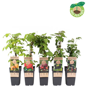 Rubus Berry Plant – White Fruit, 15cm Pot