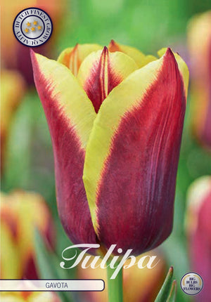 Tulipa Triumph ‘Gavota’ Tulip Bulbs – 12/+
