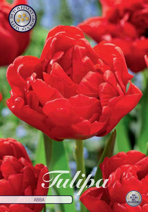 Double Early Tulip ‘Abba’ Bulbs – 7 Bulbs