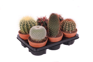Mixed Cactus Collection – 13cm Pot